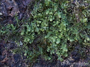 Wall scalewort